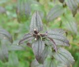 Gentiana schistocalyx