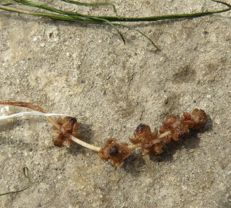 Image of Potamogeton pectinatus specimen.