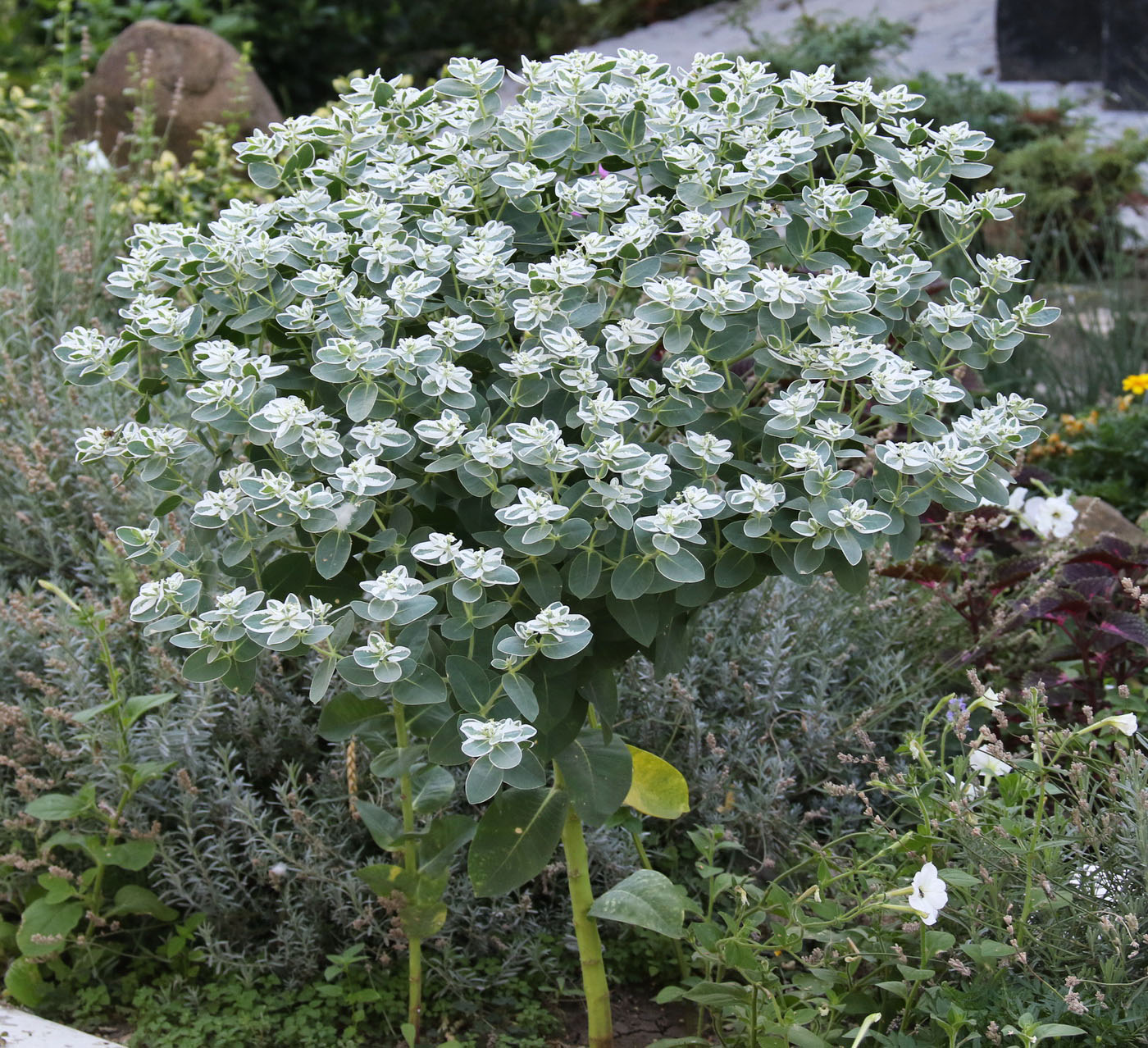 Image of Euphorbia marginata specimen.