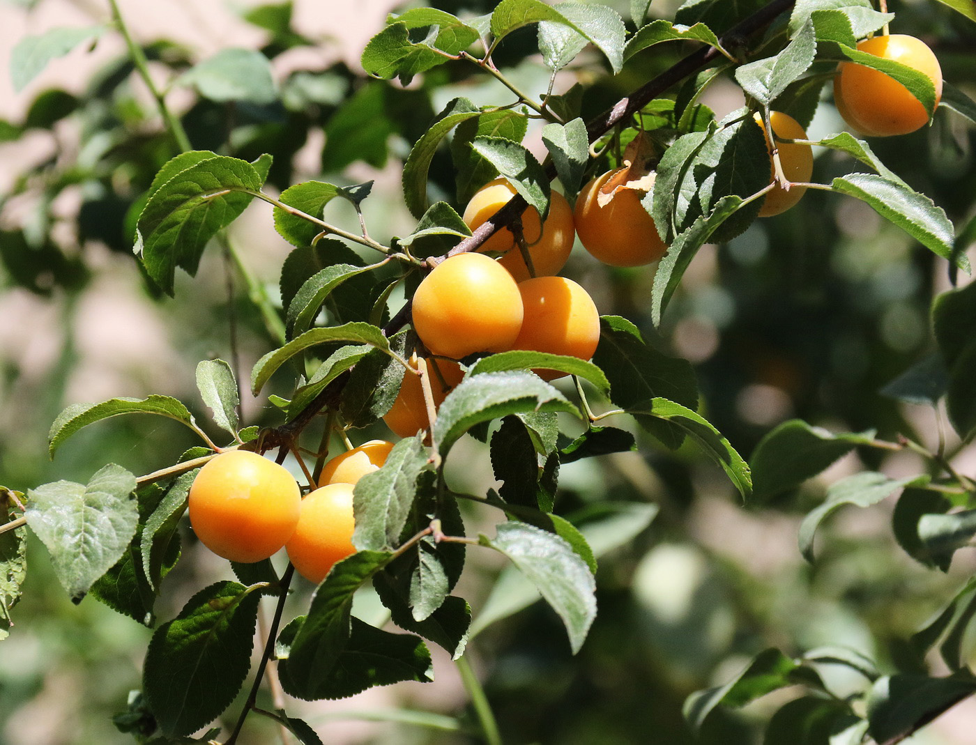 Image of Prunus cerasifera specimen.