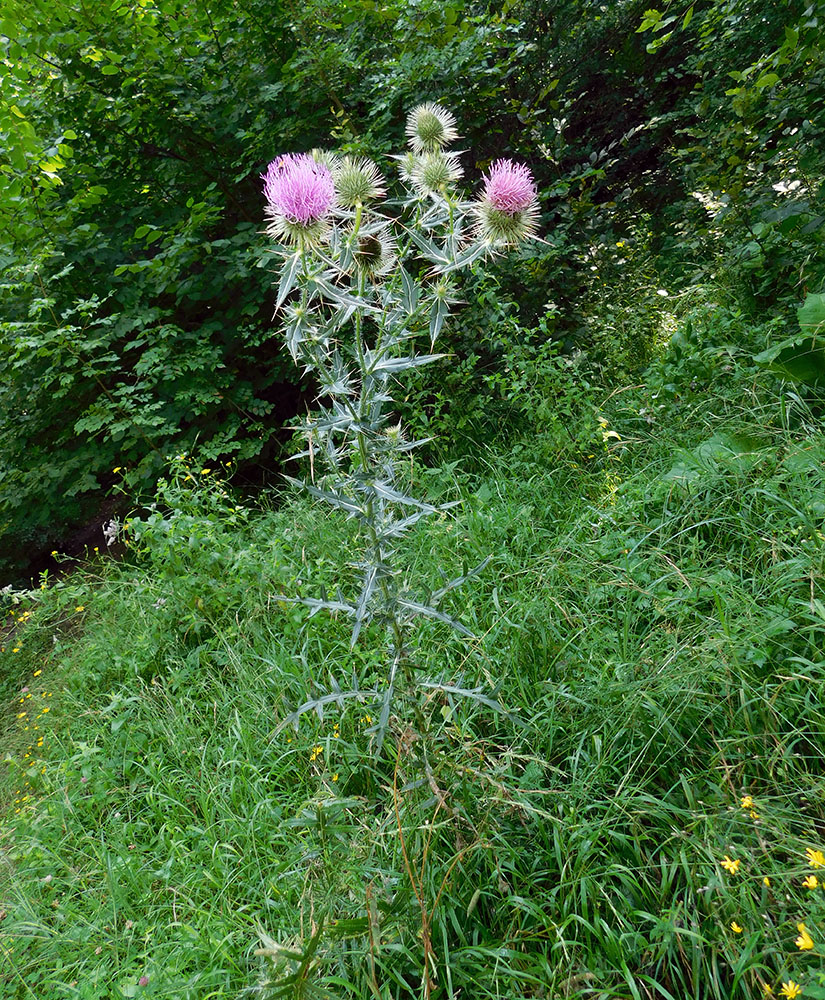 Изображение особи Cirsium ciliatum.