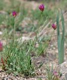 Astragalus stenanthus