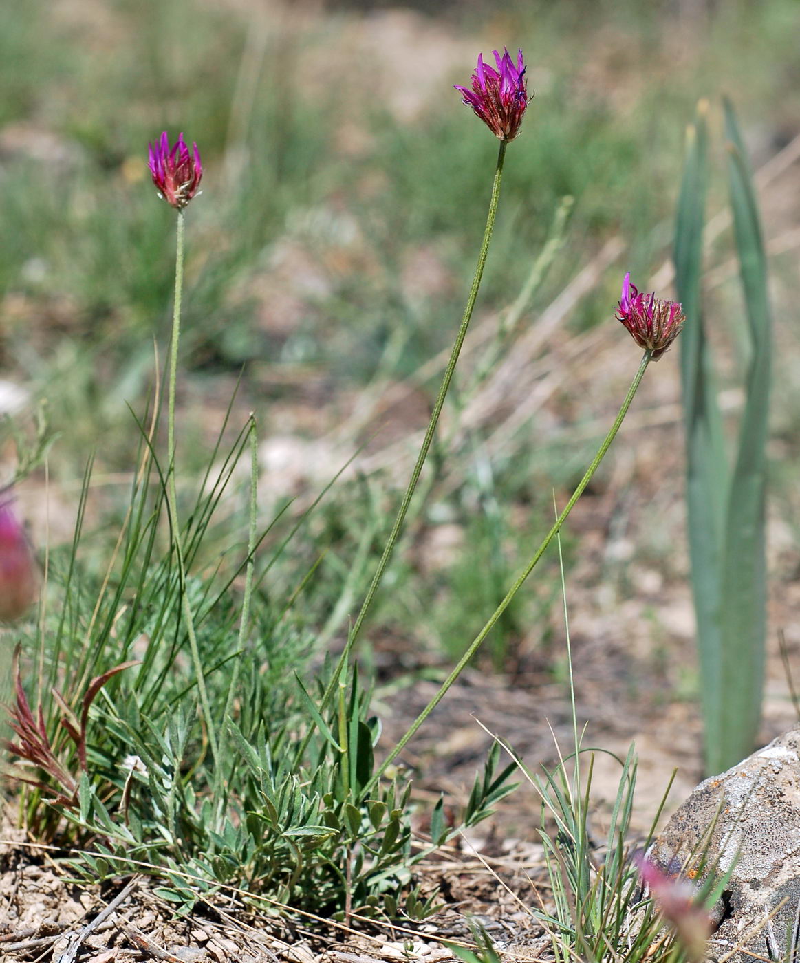 Изображение особи Astragalus stenanthus.