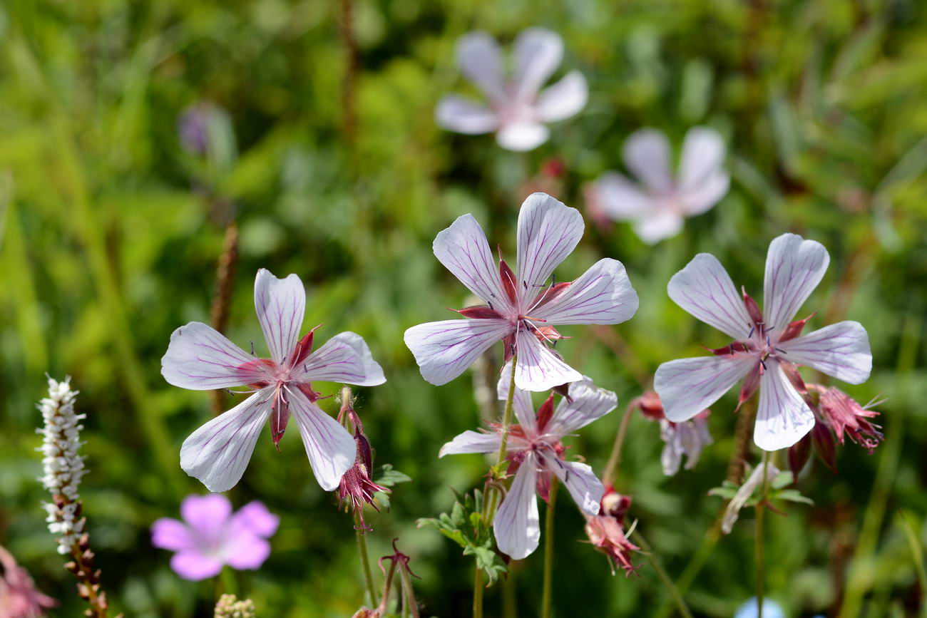 Изображение особи Geranium saxatile.