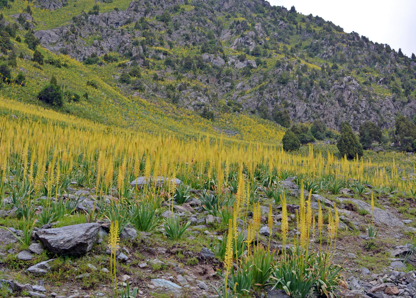 Изображение особи Eremurus fuscus.