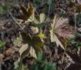 Ribes rubrum