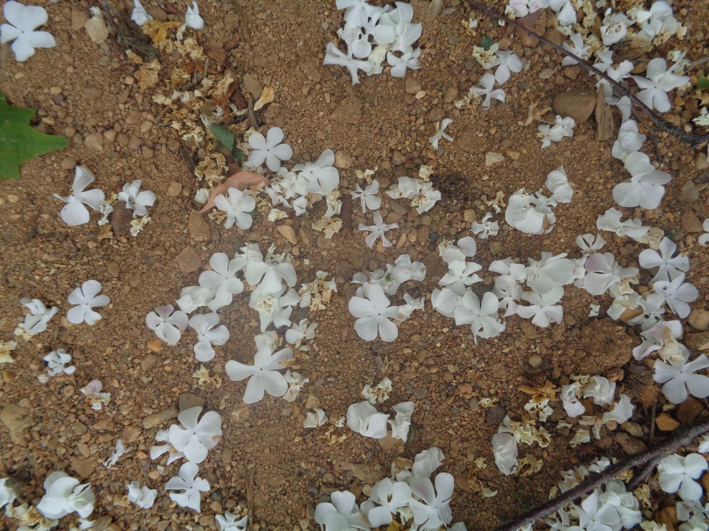 Image of Viburnum opulus f. roseum specimen.