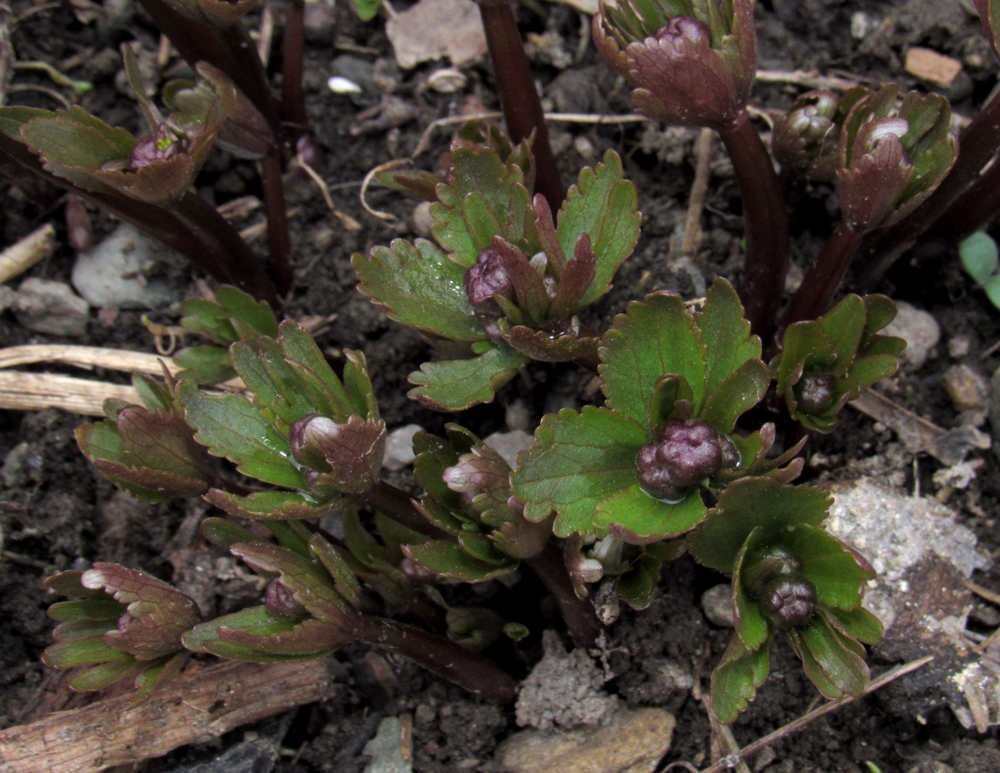 Image of Ranunculus sobakus specimen.