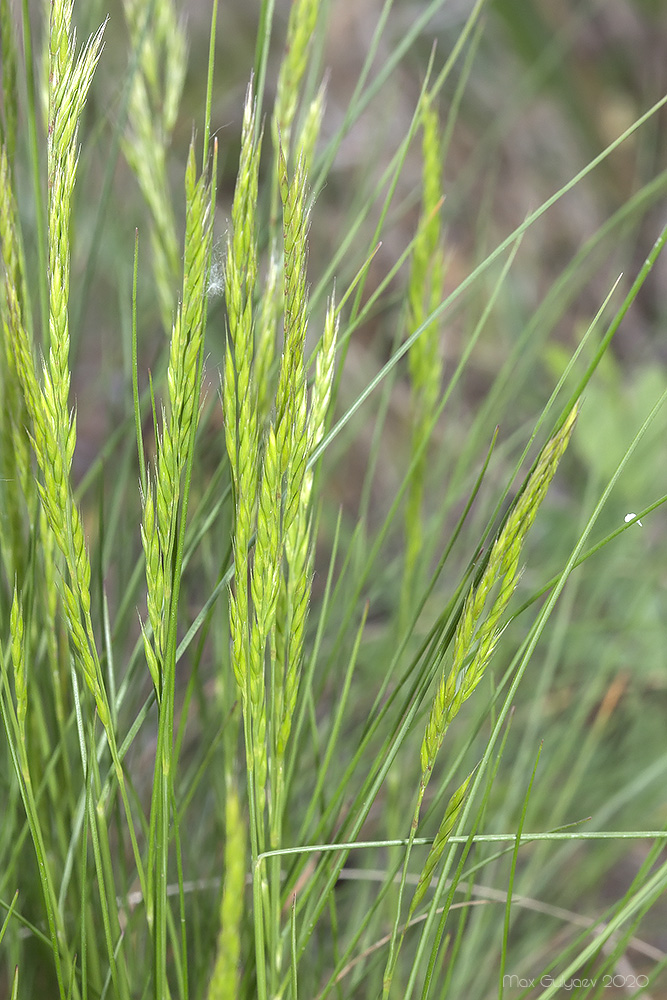 Image of Festuca rupicola specimen.