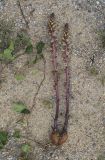 Orobanche hederae