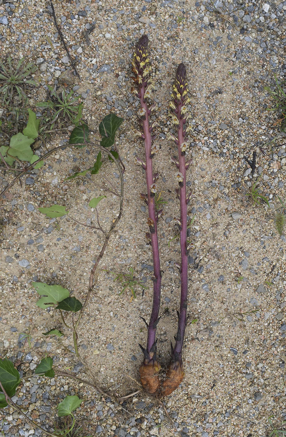 Изображение особи Orobanche hederae.