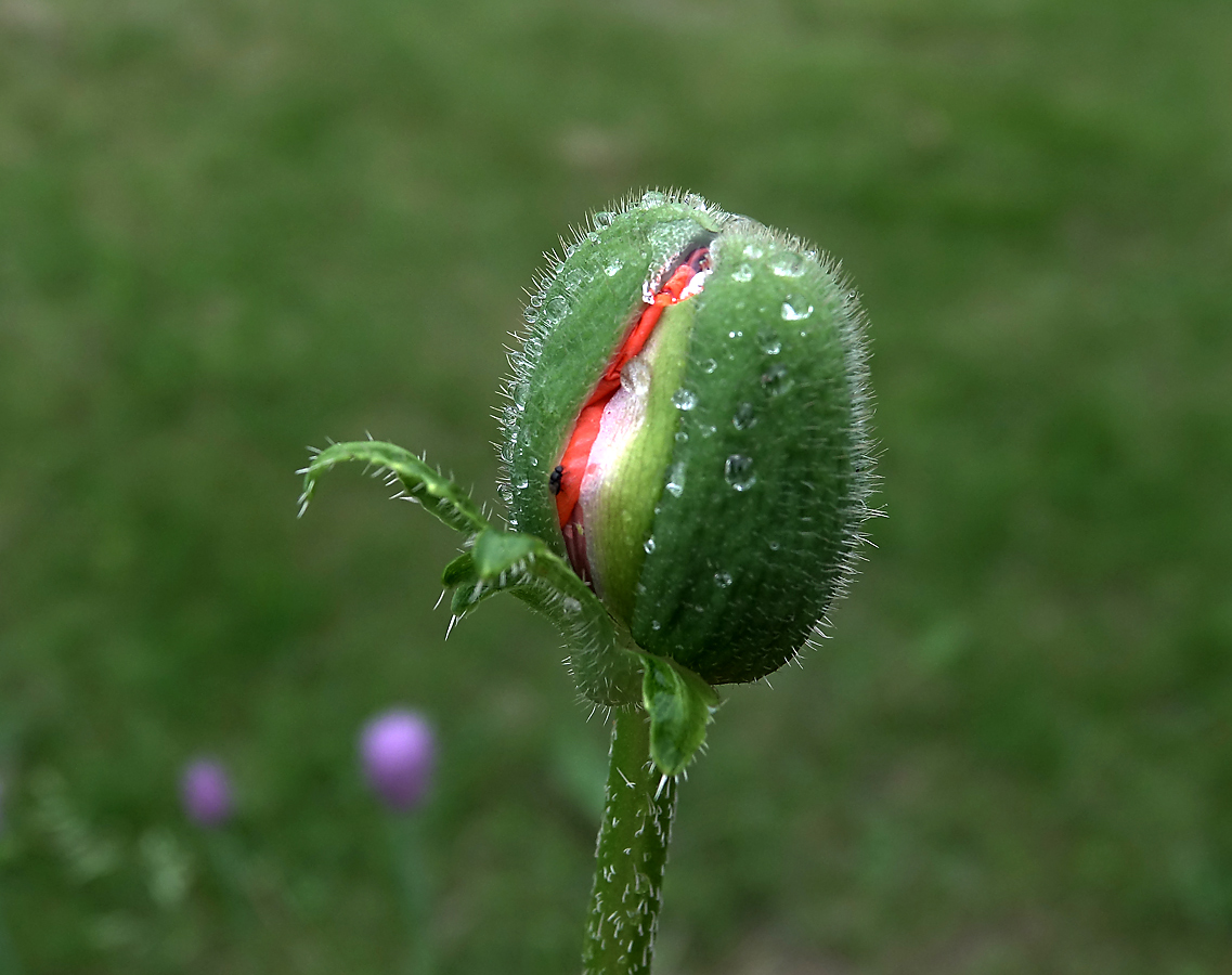 Изображение особи Papaver setiferum.