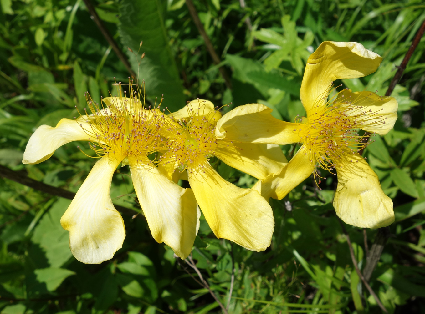 Изображение особи Hypericum ascyron.