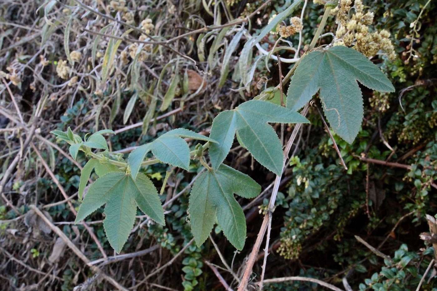Image of Passiflora mollissima specimen.