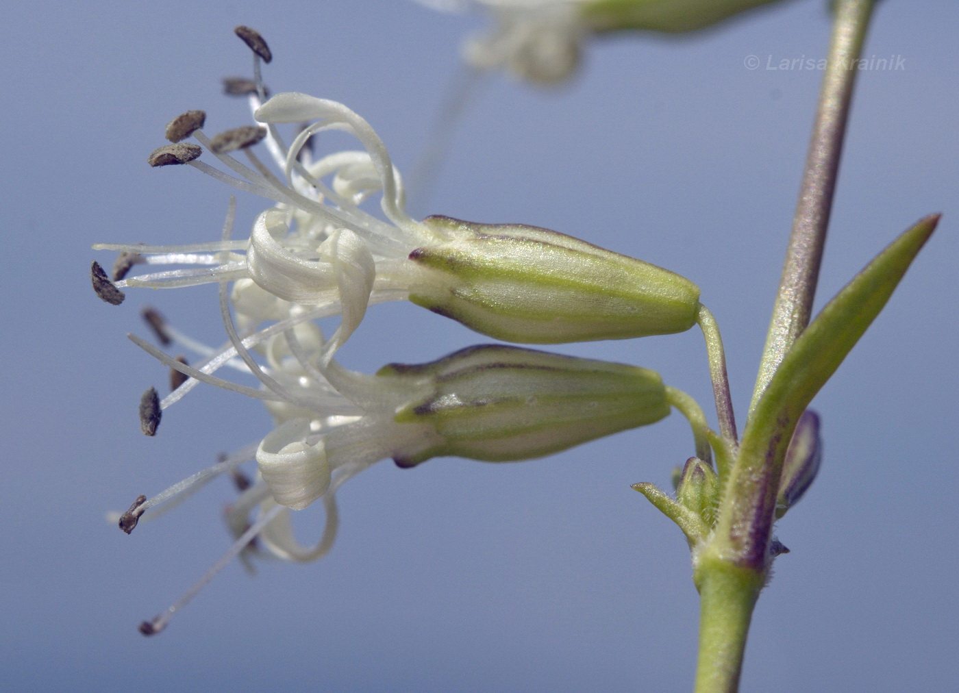 Image of Silene foliosa specimen.