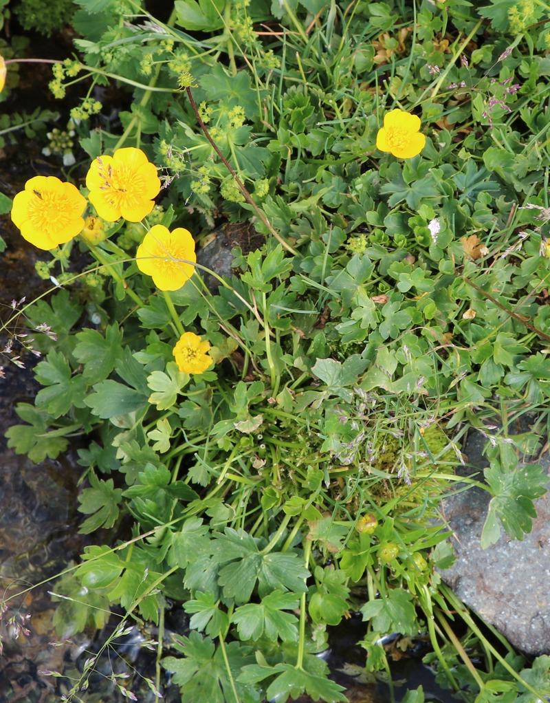 Image of genus Ranunculus specimen.