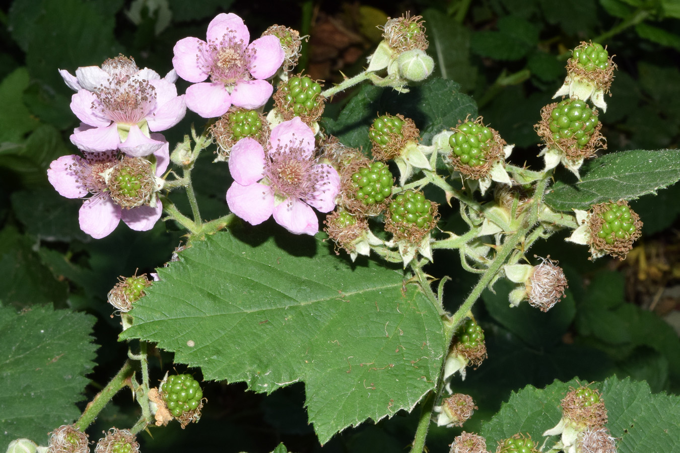 Image of Rubus sanctus specimen.