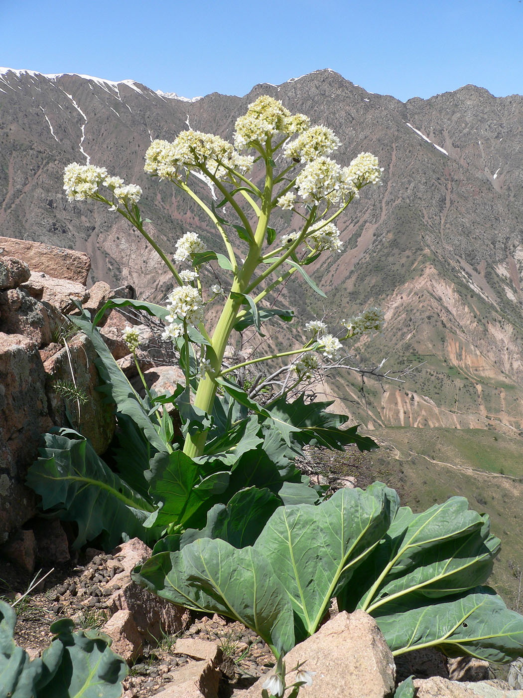 Image of Megacarpaea gigantea specimen.