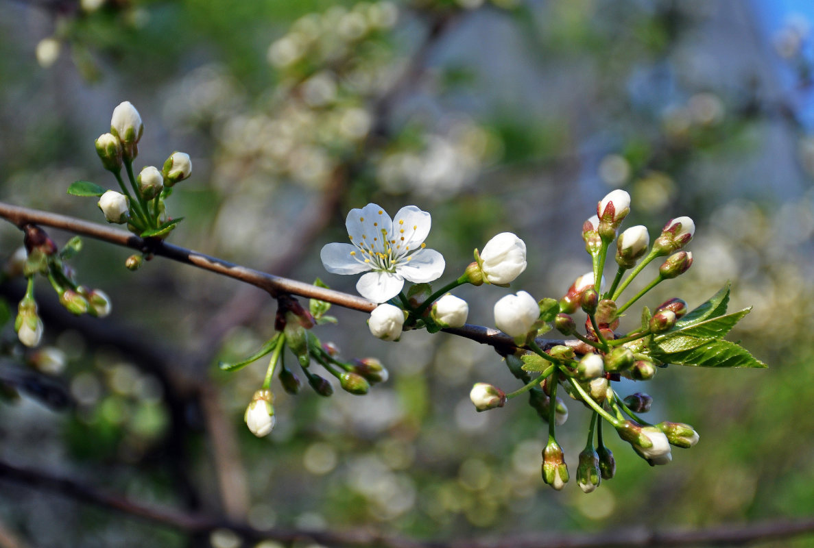 Изображение особи Cerasus vulgaris.