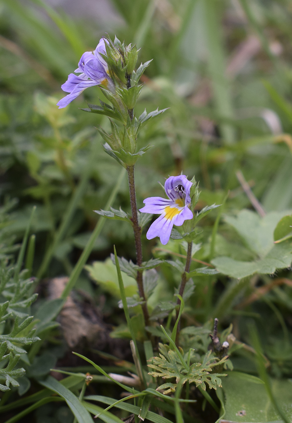 Image of Euphrasia alpina specimen.