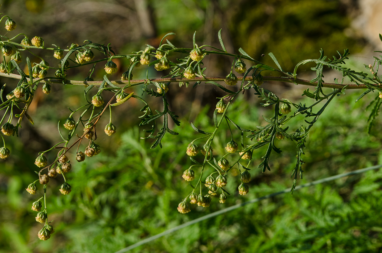 Изображение особи Artemisia stechmanniana.