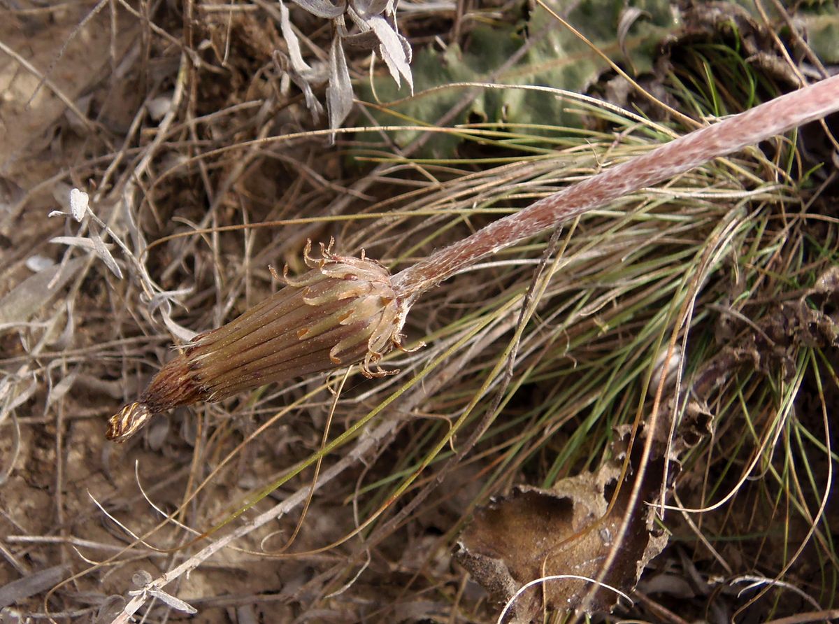Image of Taraxacum serotinum specimen.
