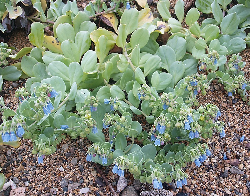 Изображение особи Mertensia maritima.