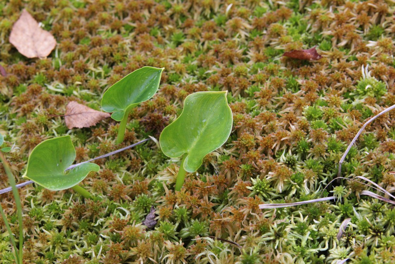 Image of Calla palustris specimen.