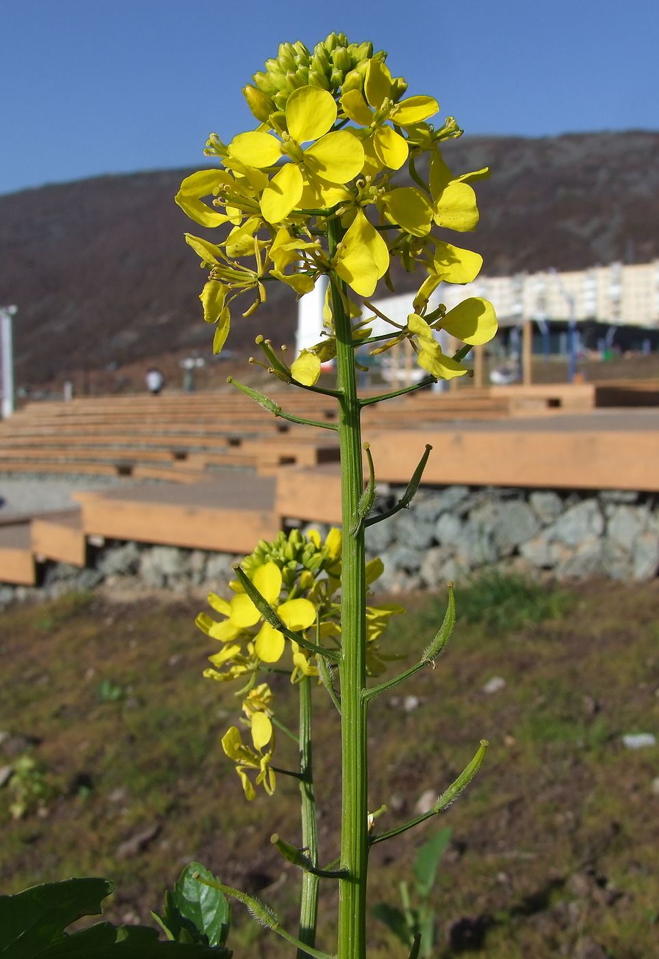 Image of Sinapis alba specimen.