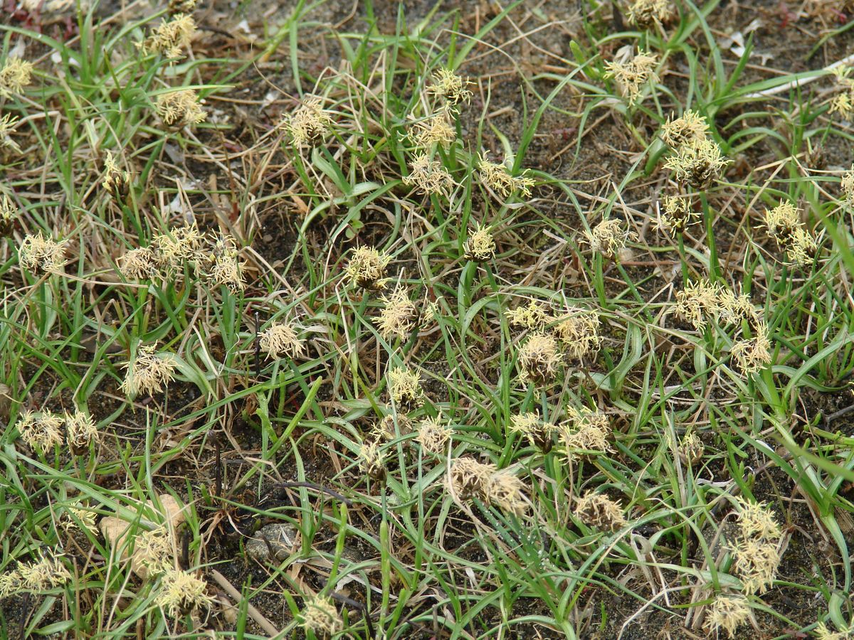 Изображение особи Carex duriuscula.