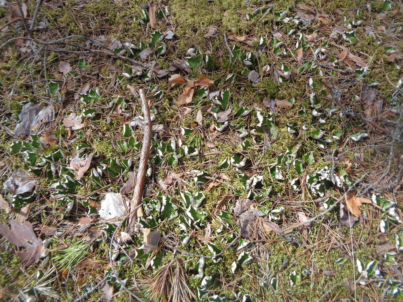 Image of Peltigera aphthosa specimen.