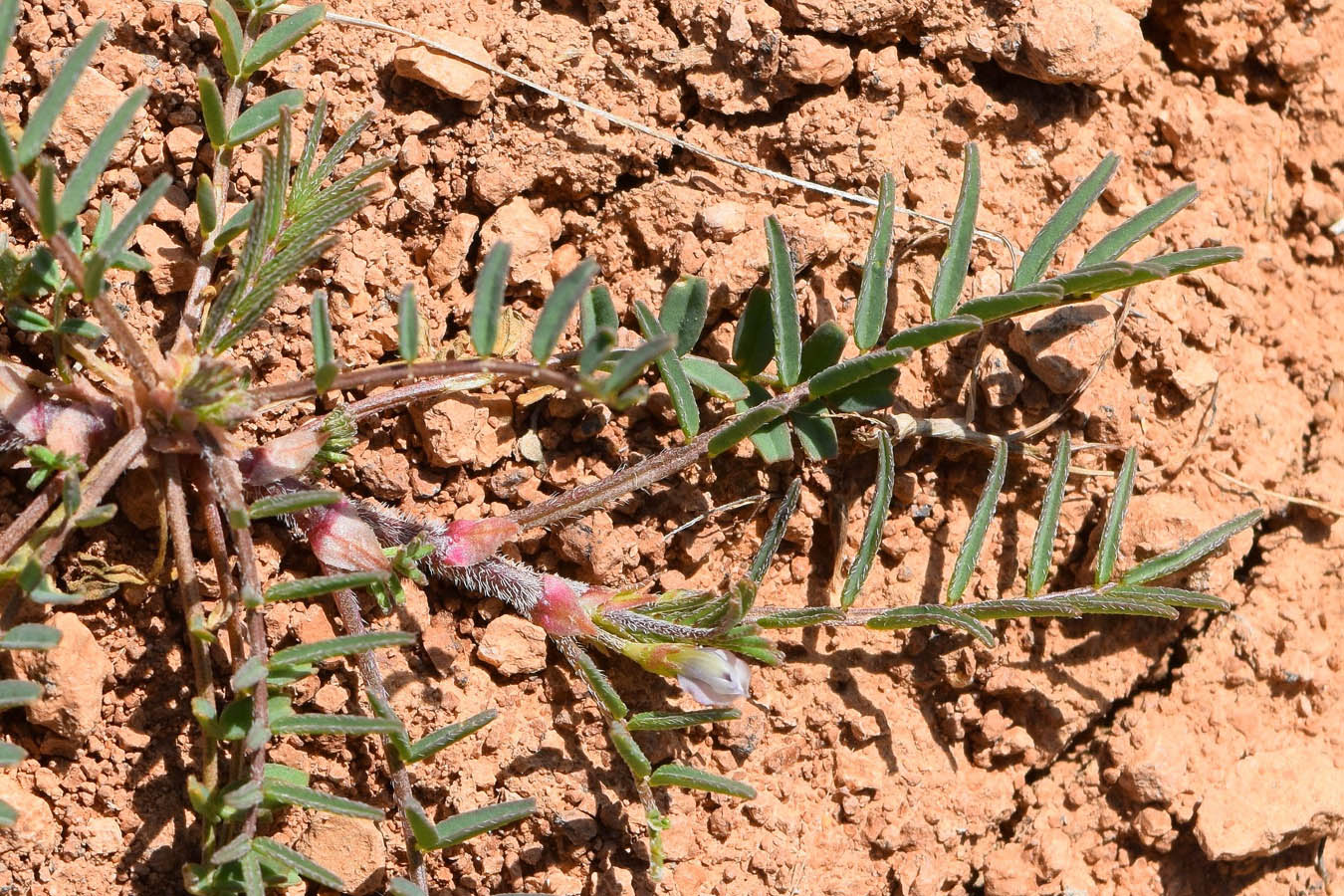 Image of Astragalus compositus specimen.