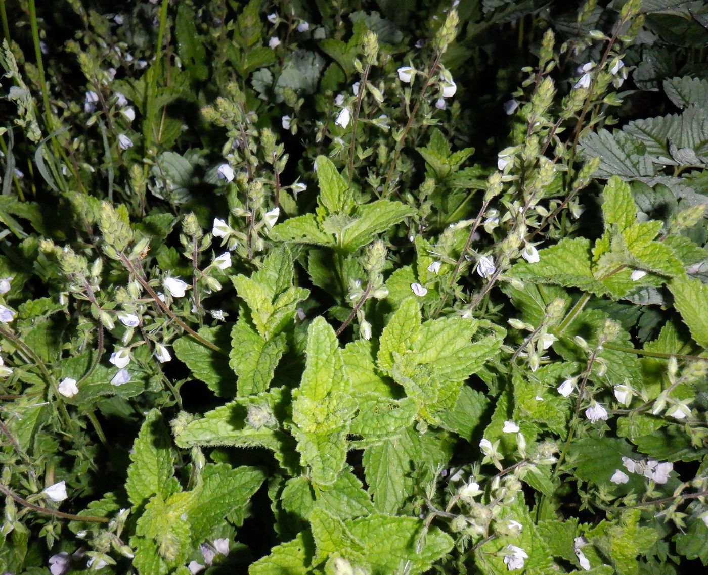 Image of Veronica chamaedrys specimen.