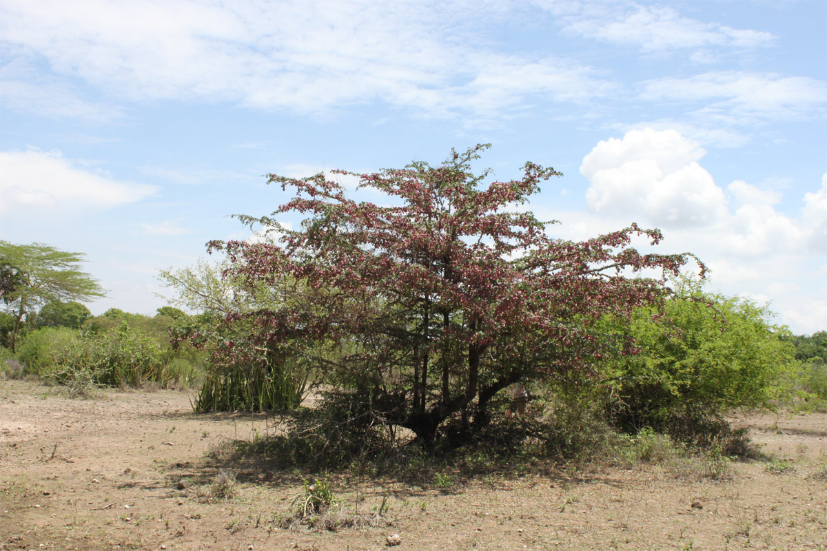 Image of Terminalia prunioides specimen.