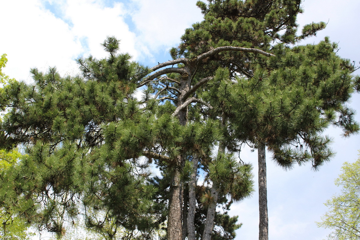 Image of Pinus pallasiana specimen.