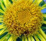 Inula britannica