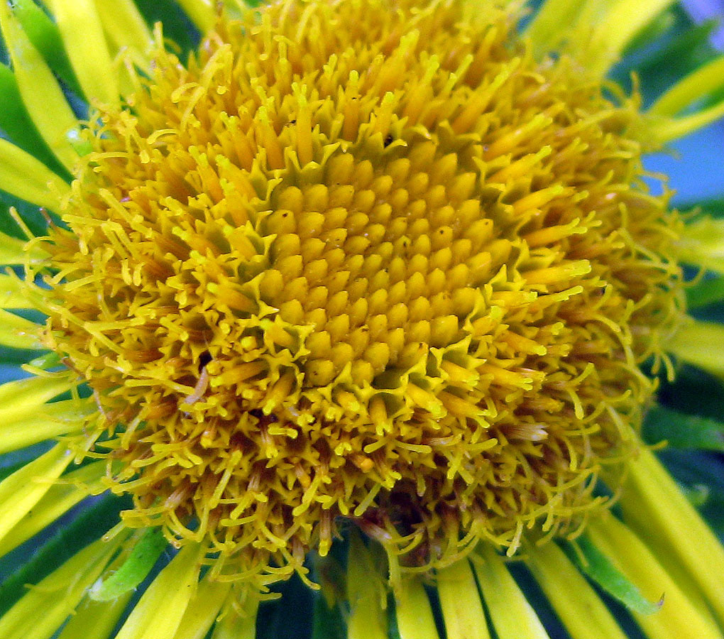 Image of Inula britannica specimen.