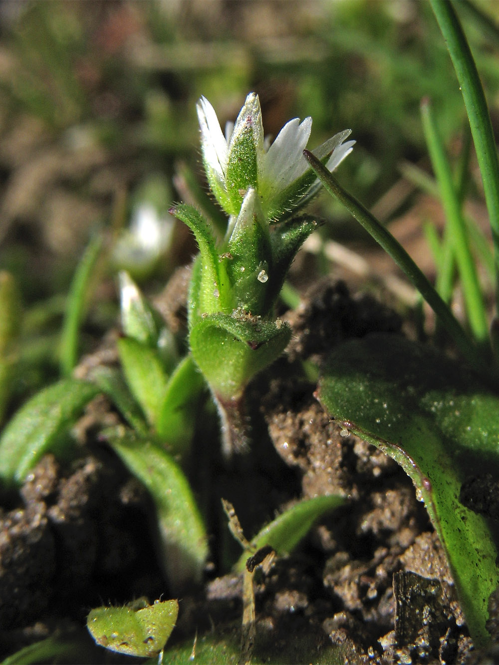 Image of Cerastium semidecandrum specimen.