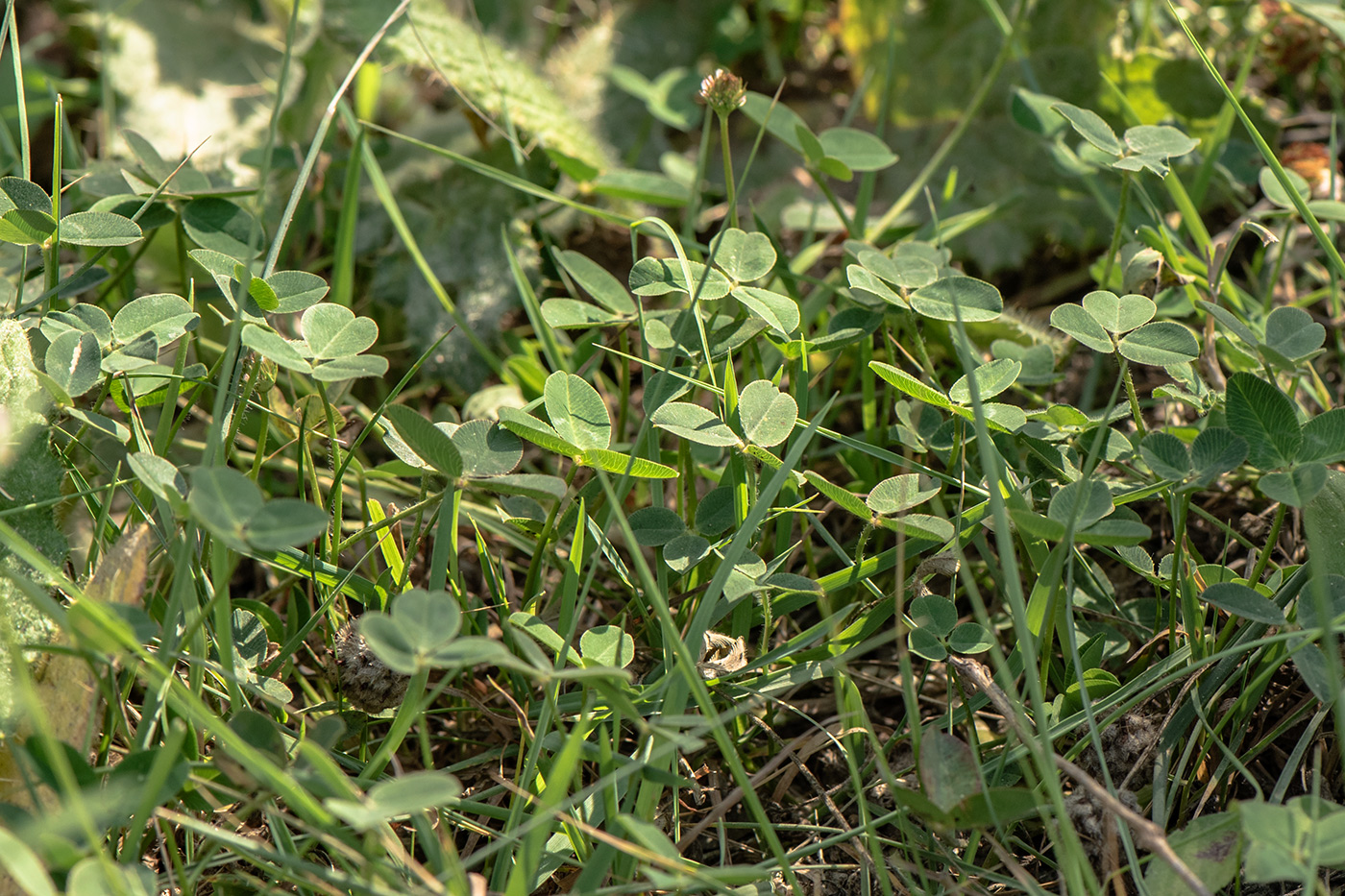 Image of Trifolium fragiferum specimen.