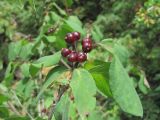 Lonicera steveniana. Верхушка побега с соплодиями; листья поражены вирусом. Кабардино-Балкария, Эльбрусский р-н, окр. с. Нейтрино, ок. 1850 м н.у.м., редколесье. 09.07.2020.