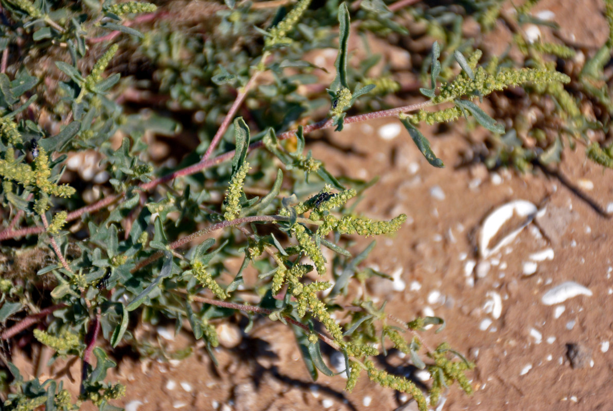 Image of Atriplex tatarica specimen.