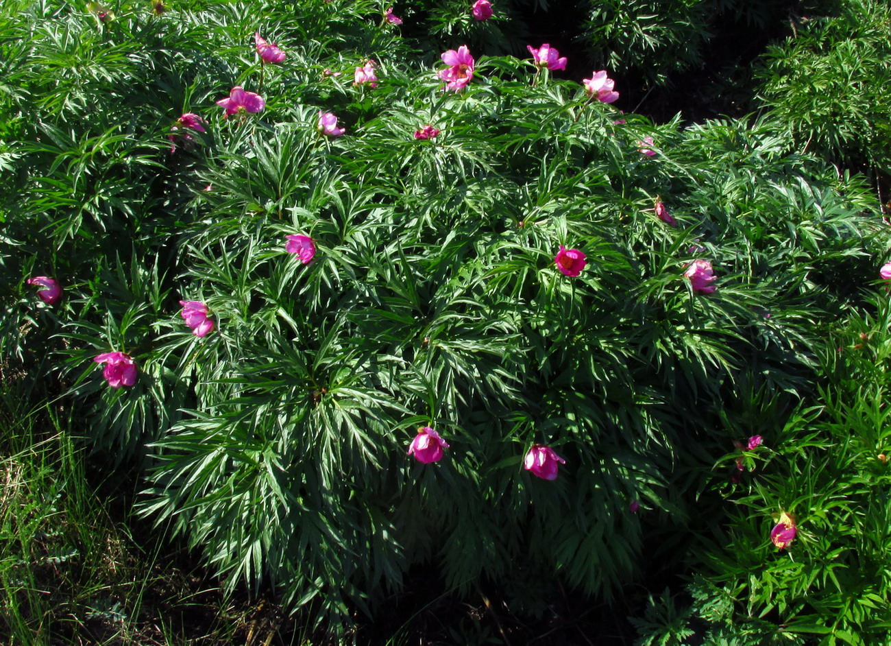 Image of Paeonia intermedia specimen.