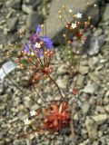 Androsace septentrionalis