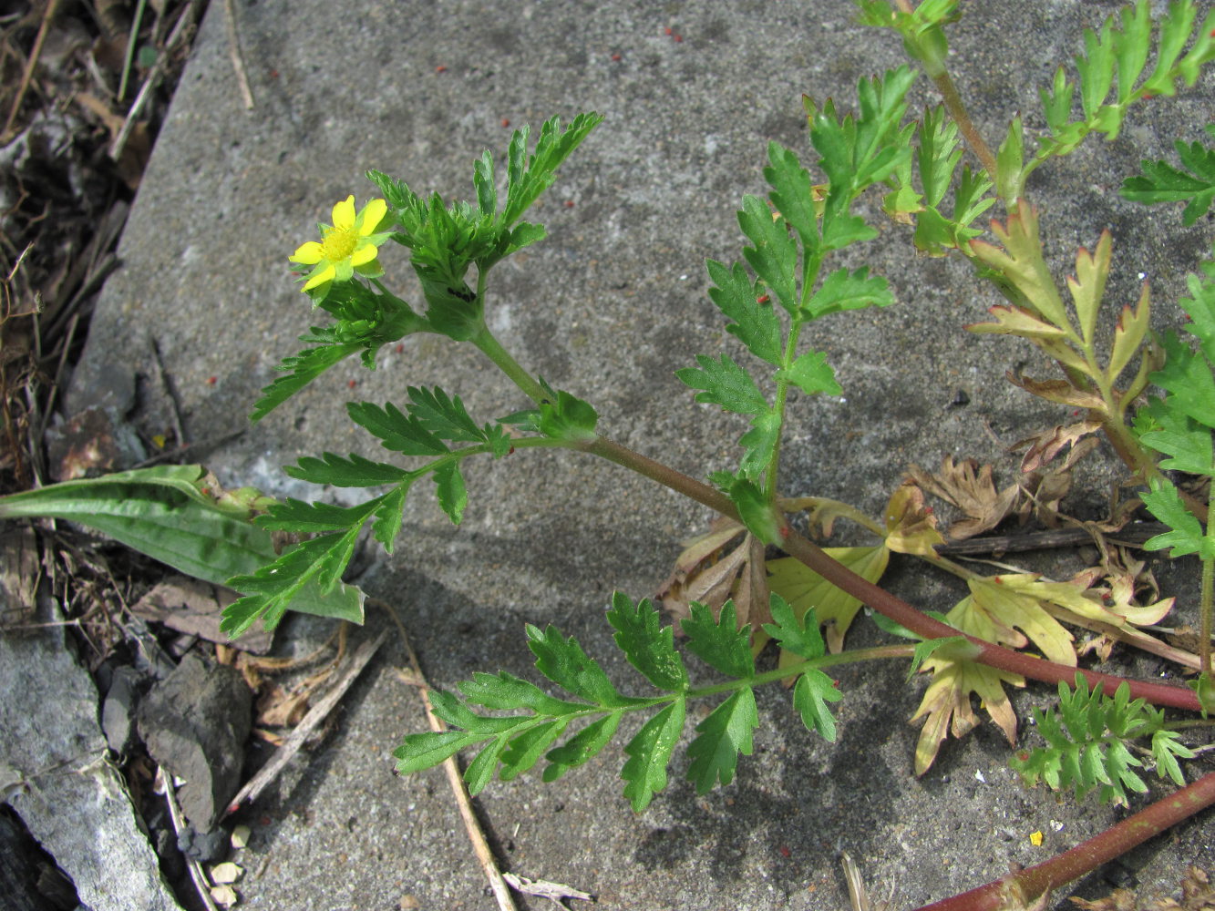 Изображение особи Potentilla supina.