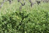 Medicago arabica