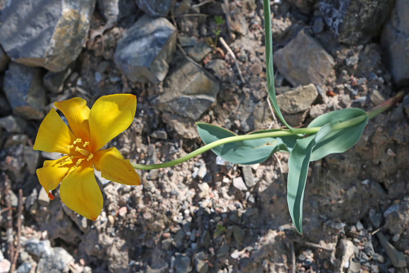 Изображение особи Tulipa butkovii.