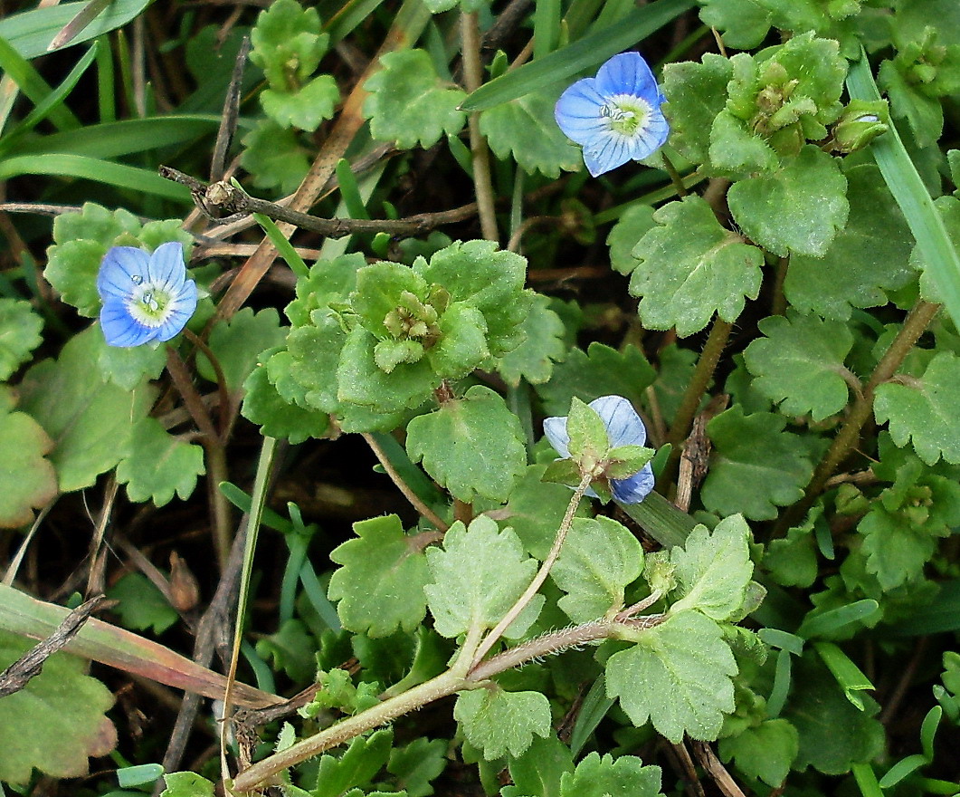 Image of Veronica polita specimen.