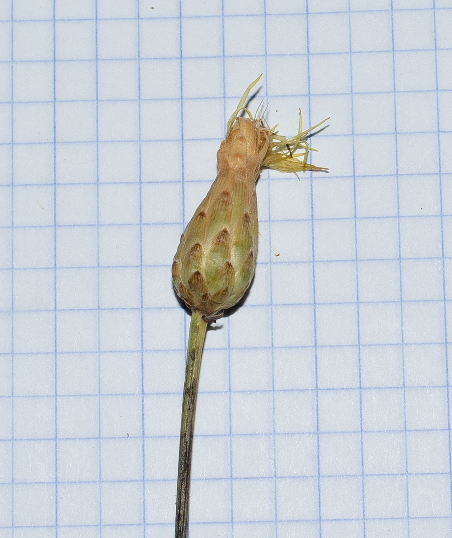 Image of Klasea cerinthifolia specimen.