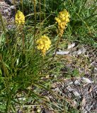 Bulbinella floribunda