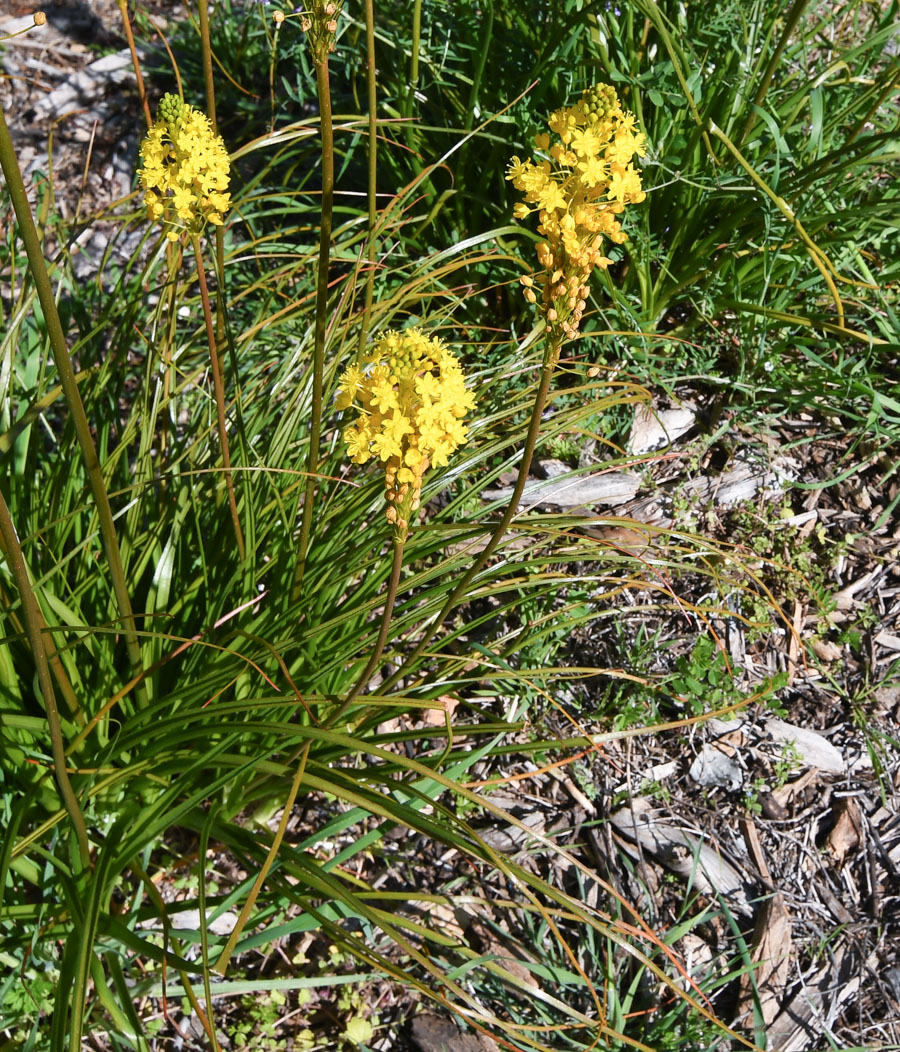 Image of Bulbinella floribunda specimen.